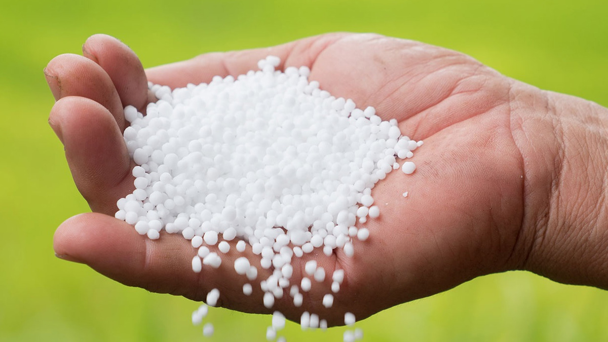 कमल गाउँपालिकाका किसानलाई मल अभाव