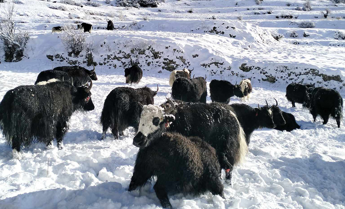 मनाङको तापक्रम माइनस १६, स्थानीय बेँसी झर्न थाले
