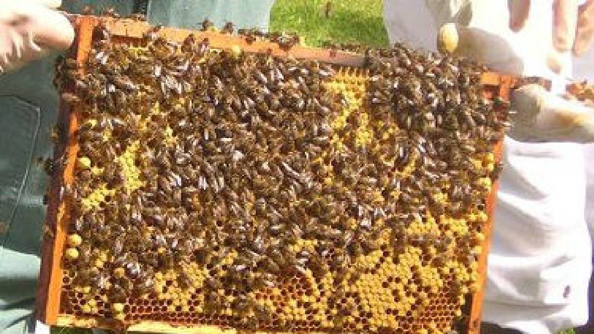 नवलपुरका किसान मौरीपालनतर्फ आकर्षित