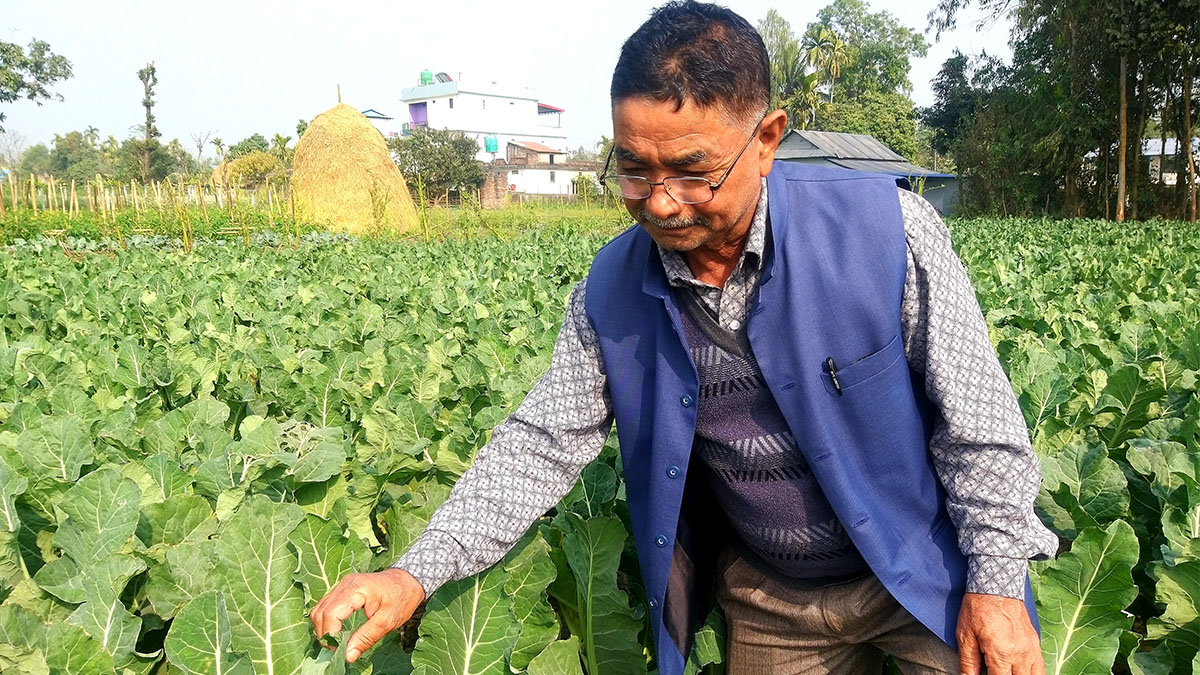 तरकारी खेतीबाटै मासिक ६ लाख कमाउँछन् मोरङका मोहनलाल
