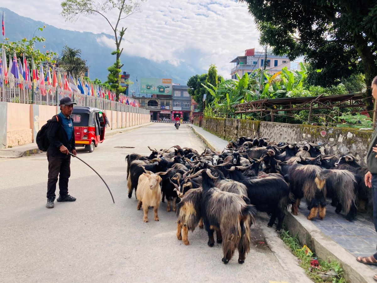 भाउ सस्तिएपछि बढ्यो च्याङ्ग्राको व्यापार