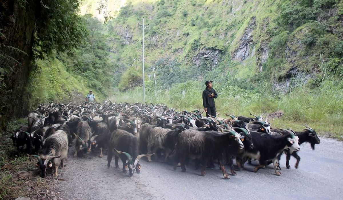 यसपालि घट्यो च्याङग्राको मूल्य, एउटाको कतिसम्म पर्छ ?