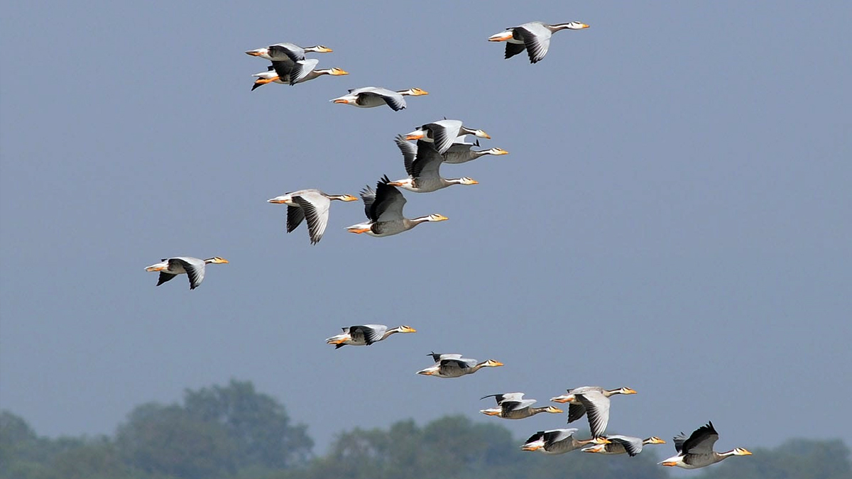 जाडो छल्ल नेपाल आएका चरा स्वदेश फर्किए