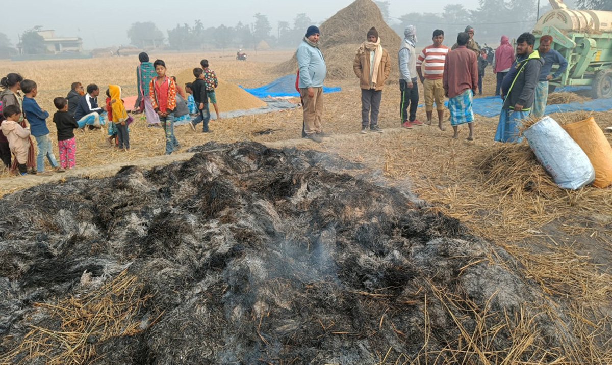झापामा धानको कुन्युमा आगजनी, दुई बिगाहाको बाली नष्ट