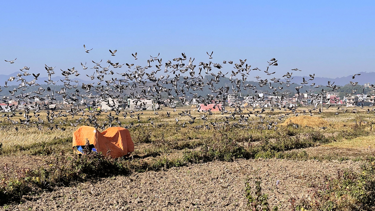 आहारा खोज्दै परेवाको बथान
