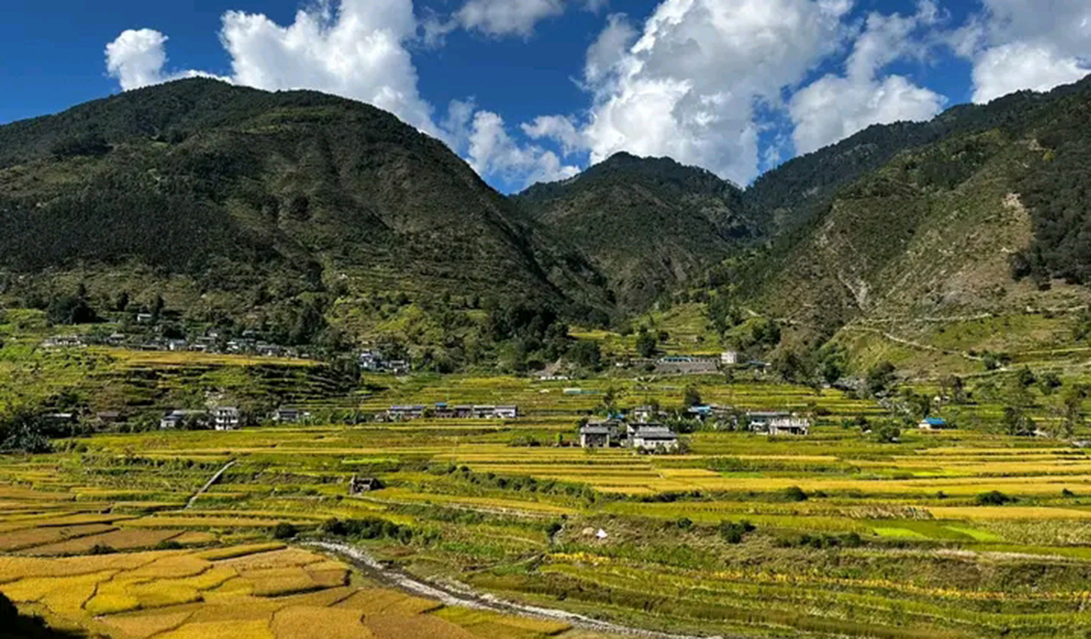 धान पाकेर पहेँलपुर बन्याे बाजुरा [तस्बिरहरू]