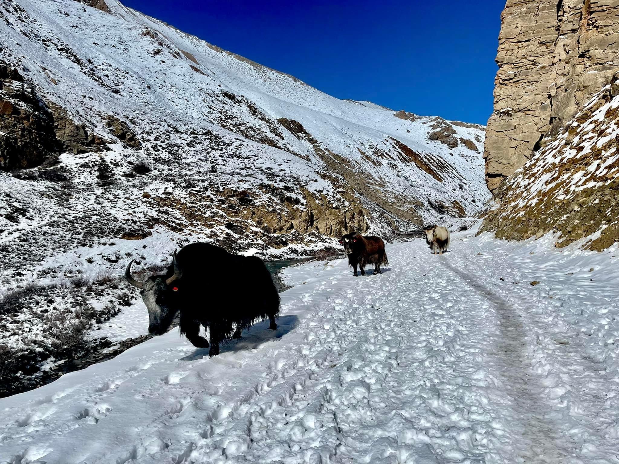 कर्णालीका ७१ पालिकामा मात्र सडक सञ्जाल
