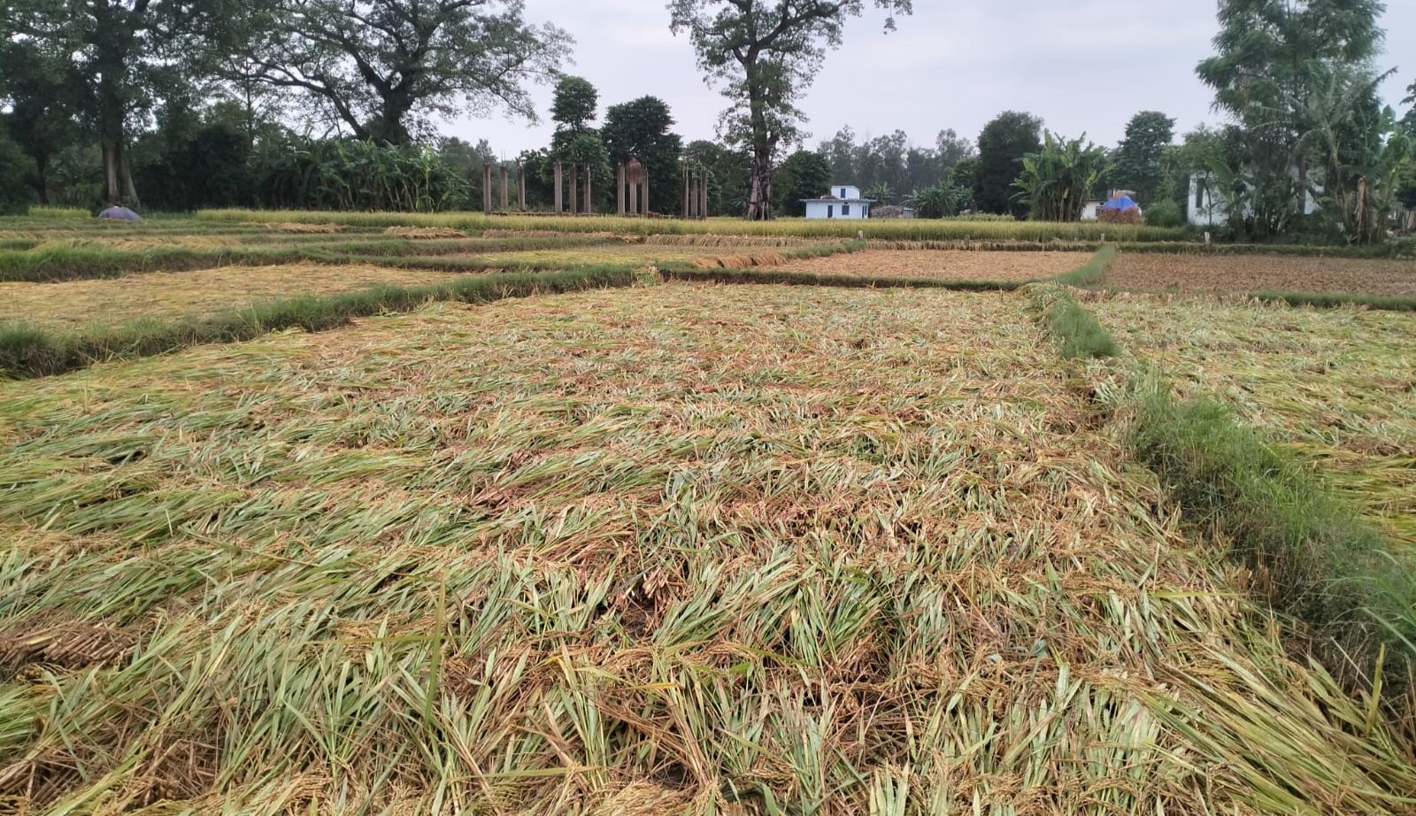कैलालीमा भारी वर्षा, काटेको धानबालीमा क्षति