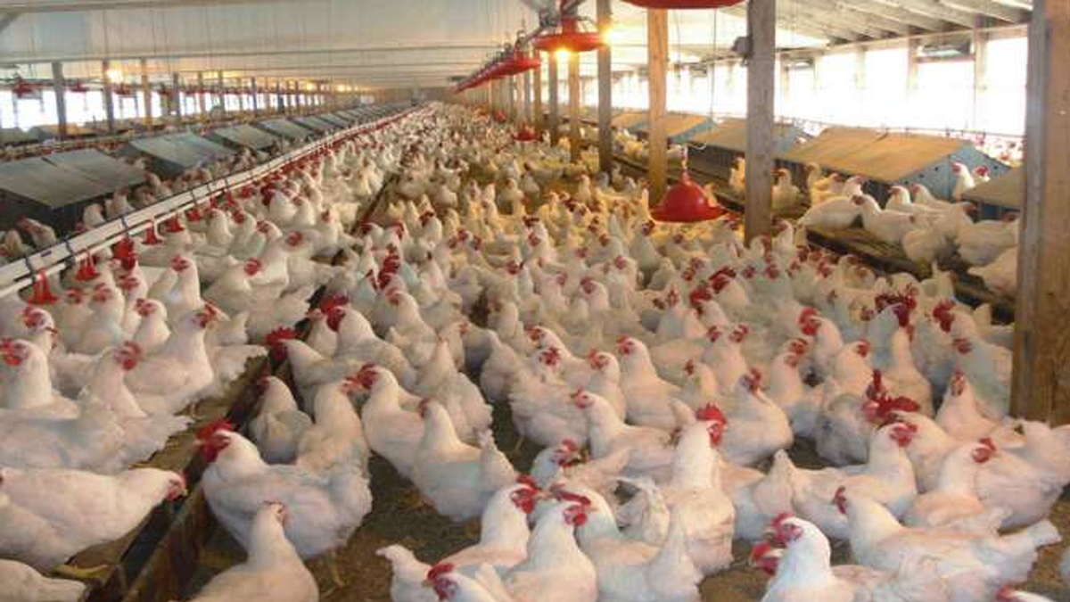 पोल्ट्रीजन्य उत्पादन घट्यो, व्यवसायी भन्छन्- ७५ प्रतिशत विस्थापित भइसक्दा पनि राज्यले हेरेन