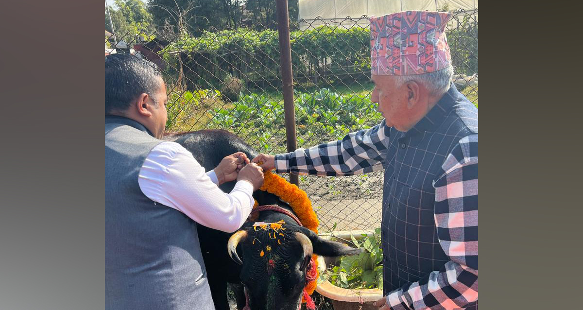 राष्ट्रपति पौडेलले गरे गाईपूजा 