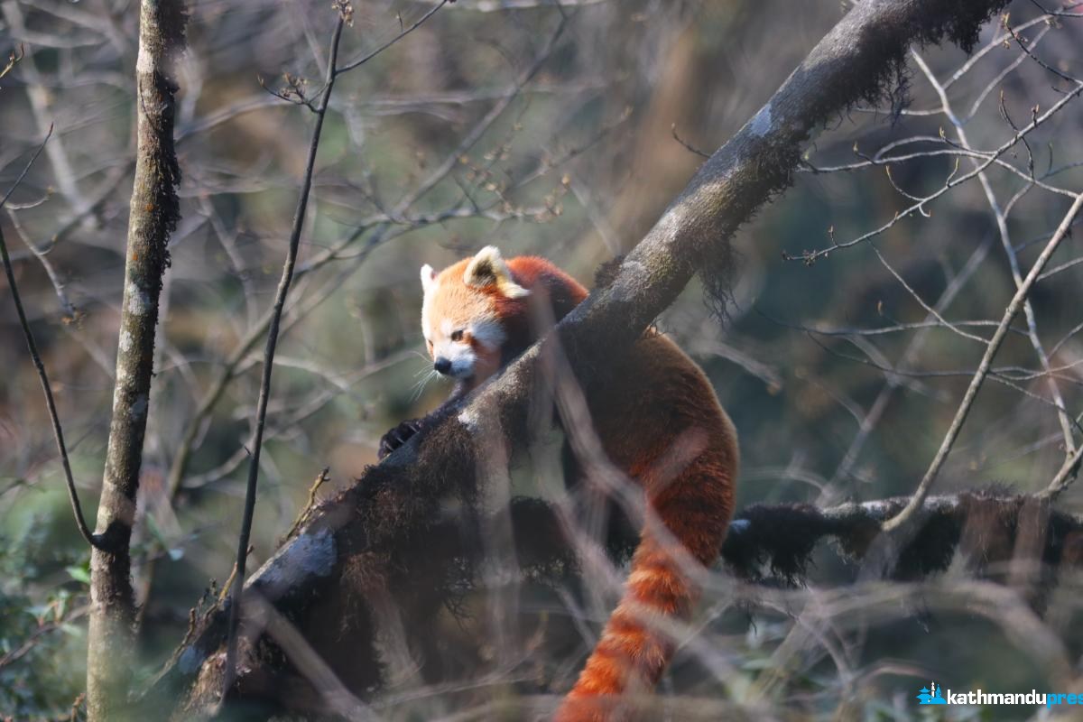 red-panda-(1)-ink-1743942706.jpeg
