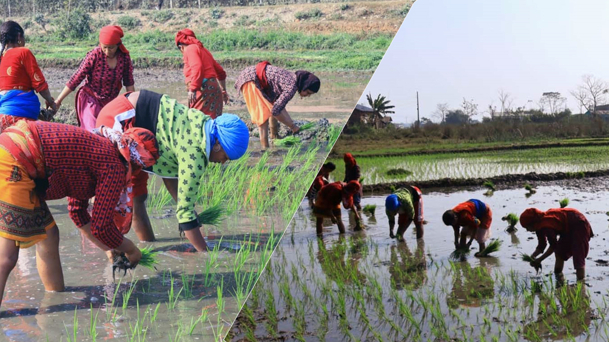 बारामा ६० प्रतिशत रोपाइँ