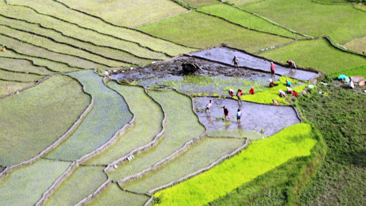 देशभर ६७.३ प्रतिशत रोपाइँ