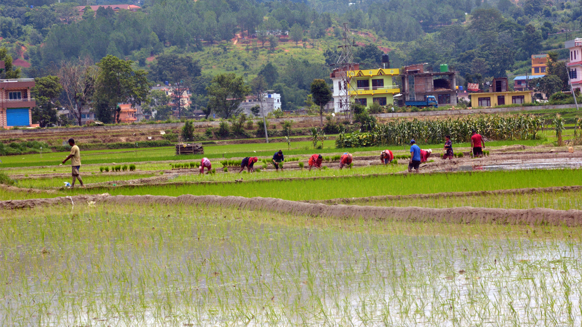 साउन दोस्रो सातासम्म ७७ प्रतिशत धान रोपाइँ