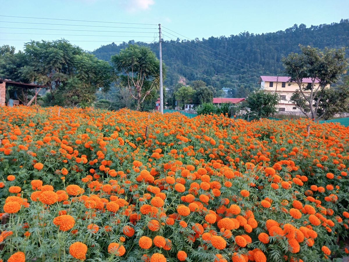 दसैँ, तिहार र छठमा पाँच करोडको फूल किनबेच