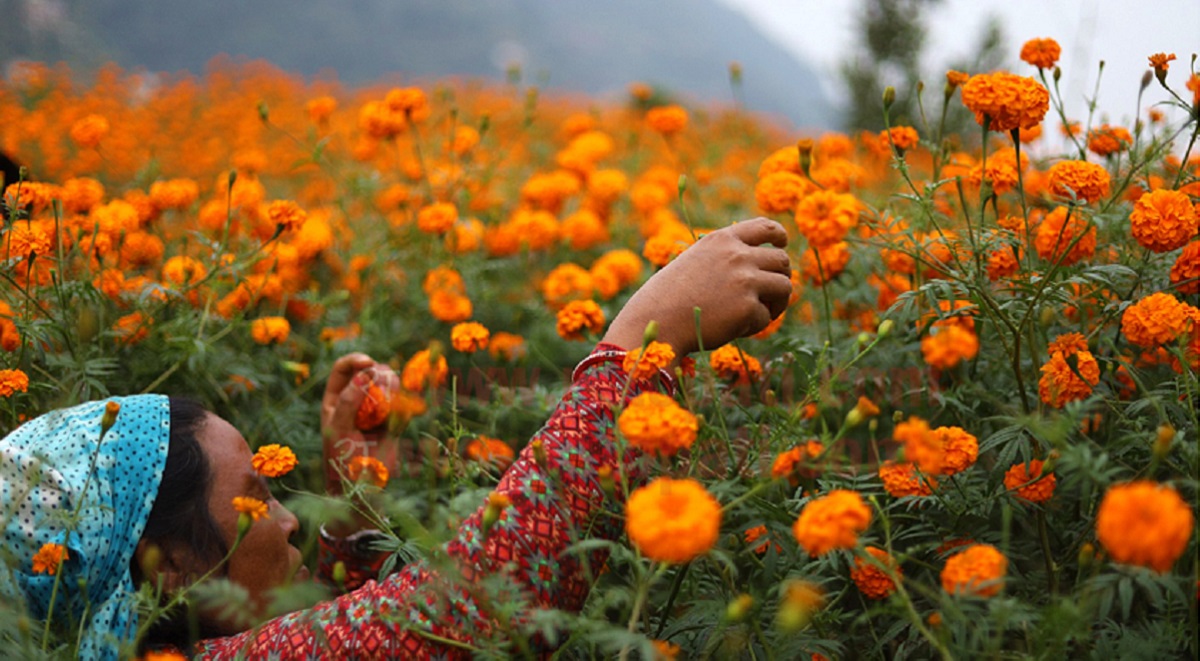 तिहारका लागि फूल र मालाको मूल्य निर्धारण