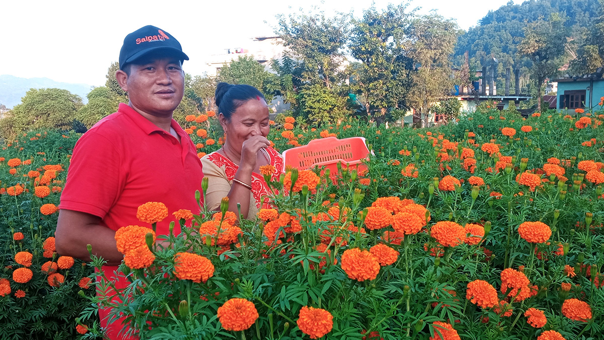 सयपत्री फूलको माग बढेपछि दिलबहादुरलाई भ्याइनभ्याई