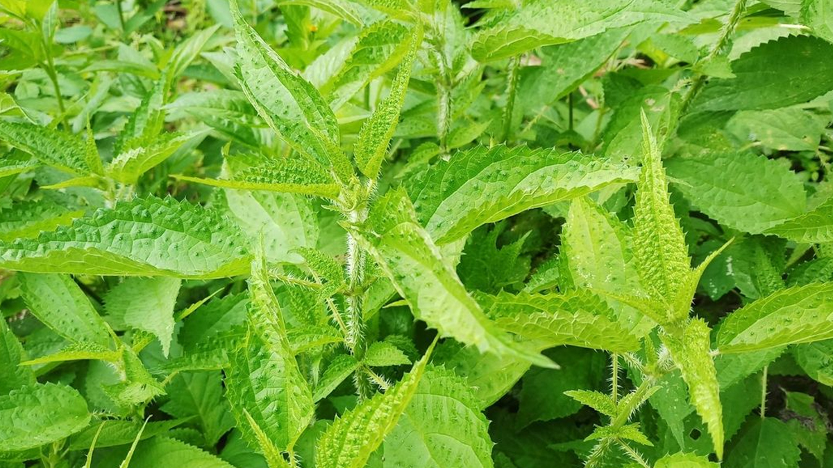 म्याग्दीको सिस्नु पाँचतारे होटलदेखि विदेशसम्म