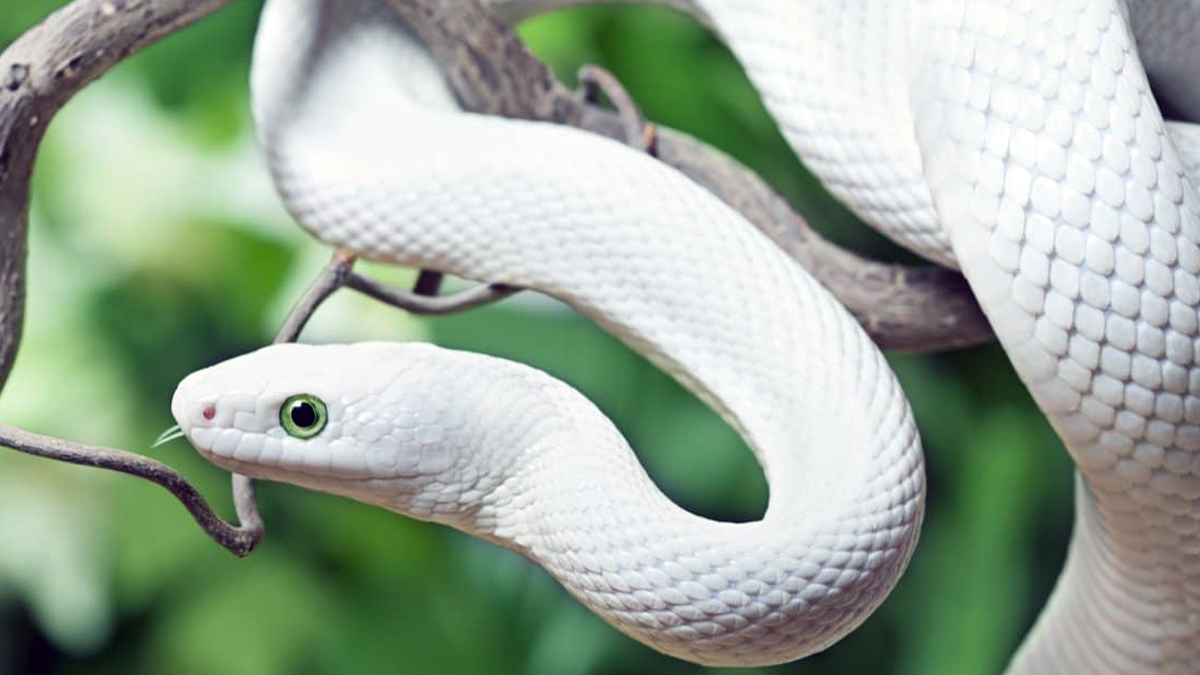 कञ्चनपुरमा दुर्लभ प्रजातिको सर्प फेला