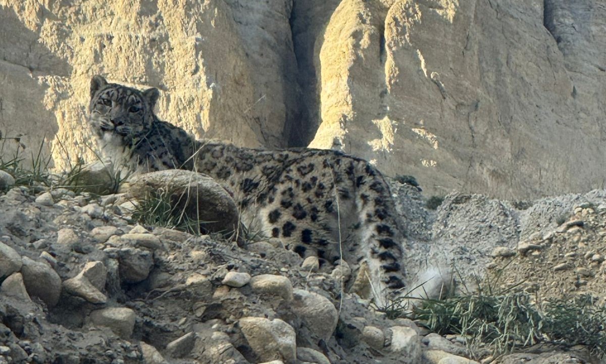 मुस्ताङको प्राकृतिक बास्थानमा भेटियो बैंस हिउँ चितुवा