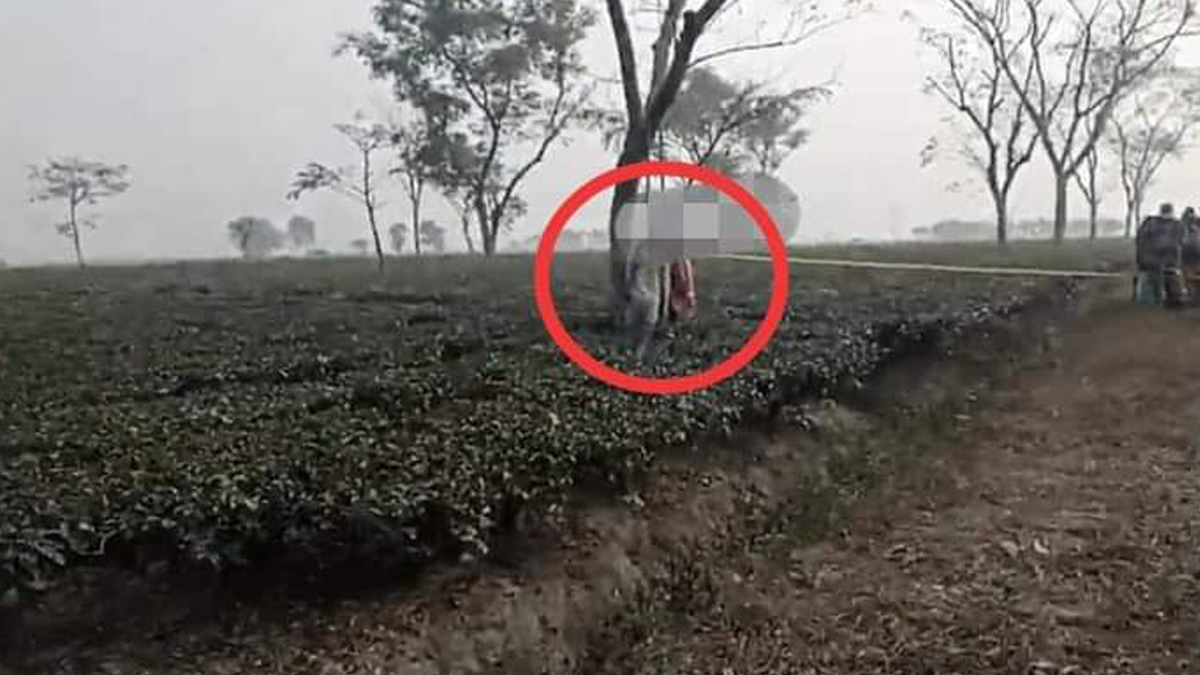झापाको एभेरेष्ट चिया बगानमा युवक–युवती मृत फेला 