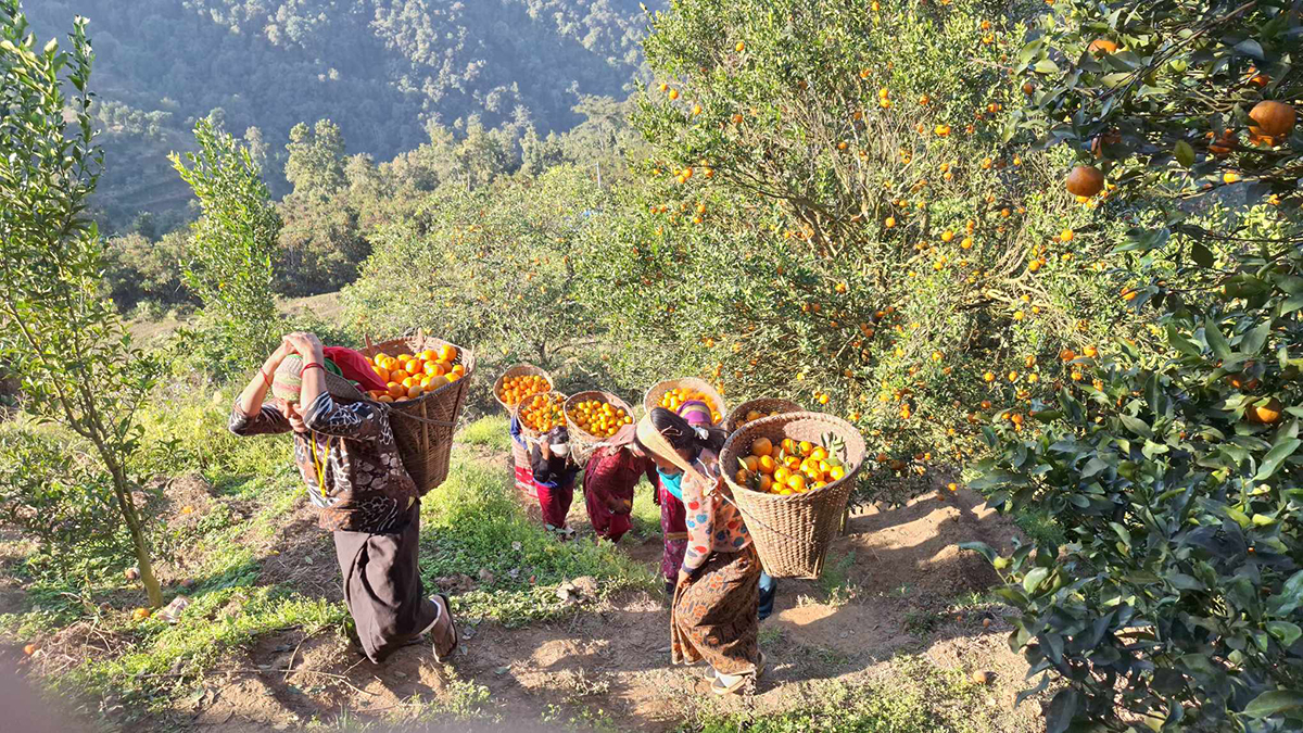 एउटै गाउँबाट रु ११ करोडका सुन्तला बिक्री