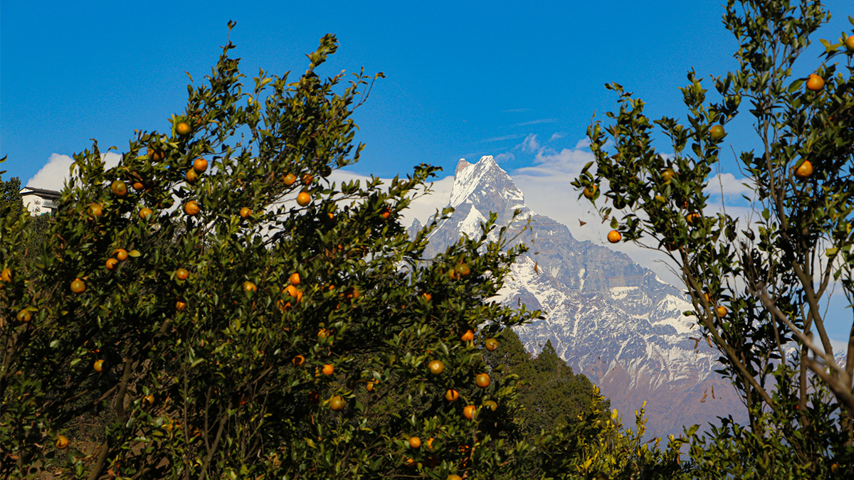 गण्डकीमा तीन अर्बको सुन्तला उत्पादन