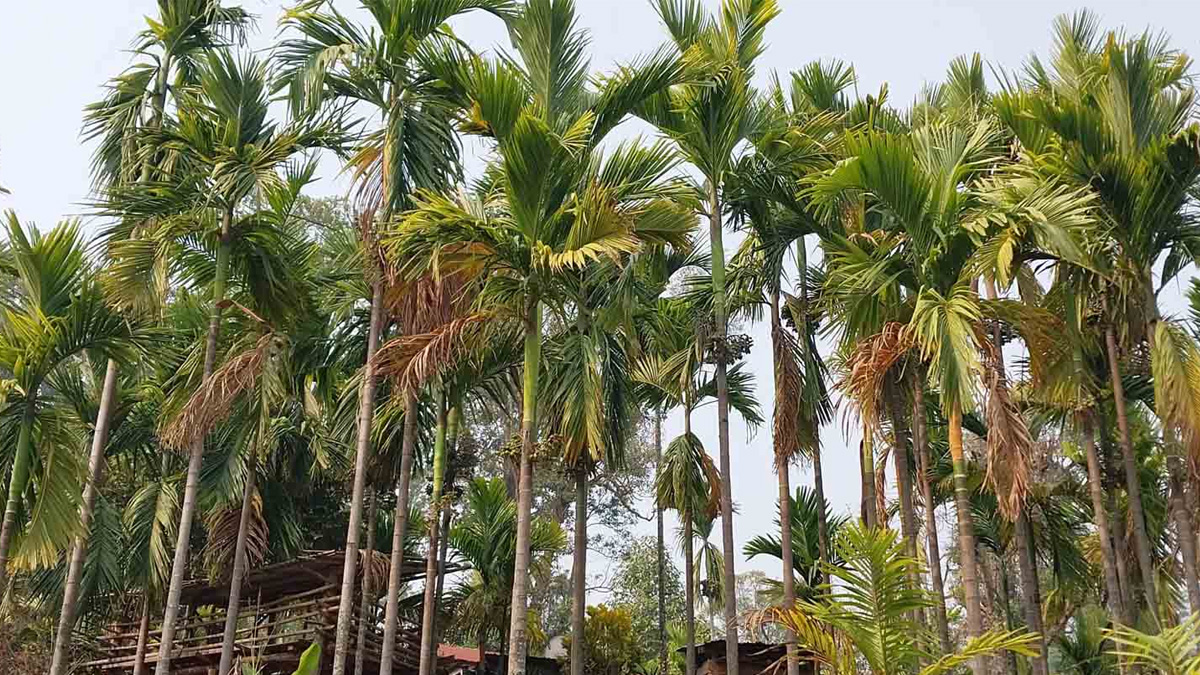 सुपारी प्रशोधनका लागि रु ४० लाख अनुदान