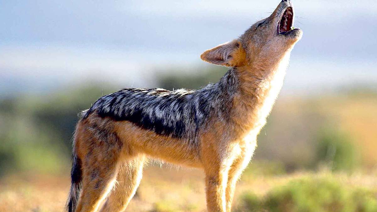 महोत्तरीमा स्यालले टोकेर छ जना घाइते
