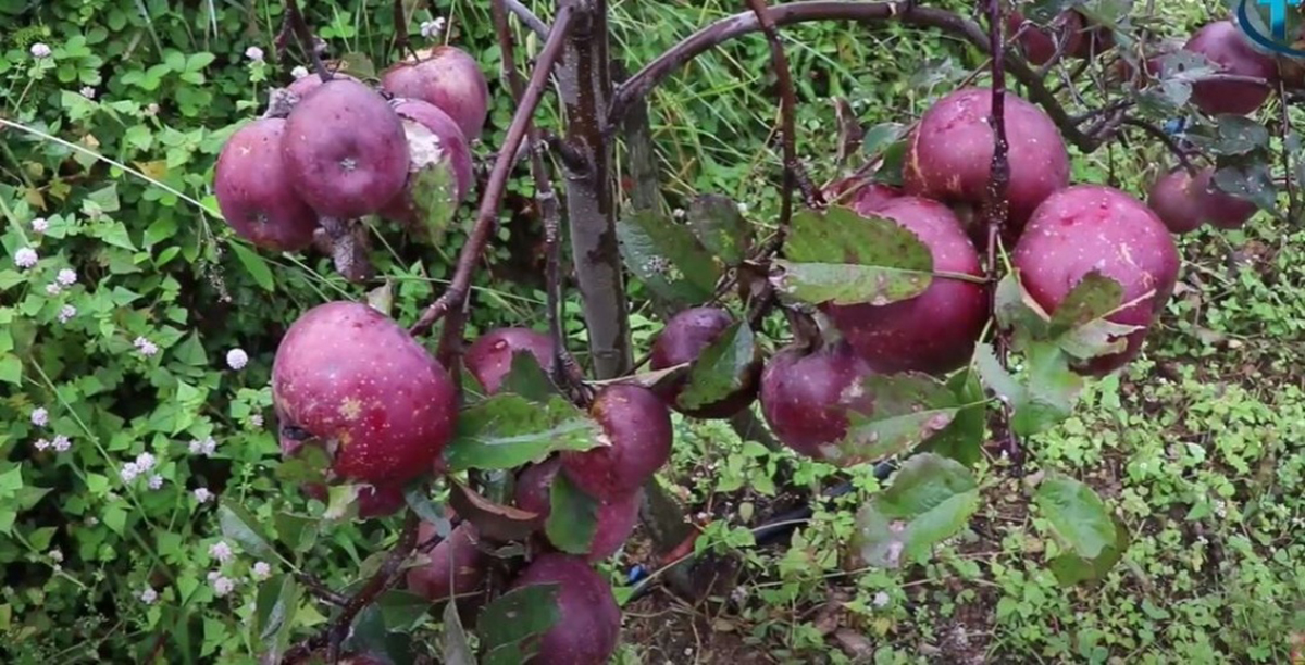 सोलुका किसान भन्छन्- ‘आलु खेतीभन्दा स्याउबाट धेरै आम्दानी’