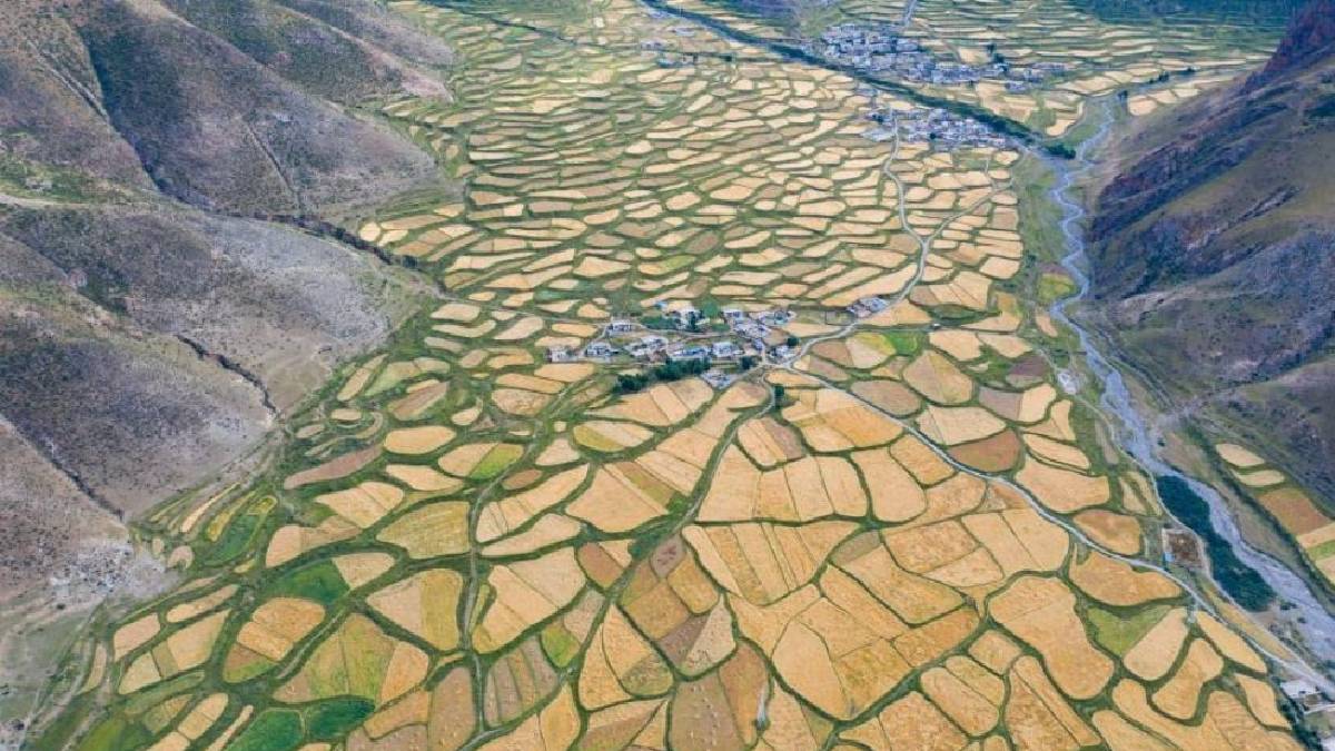 तिब्बतमा खाद्यान्न उत्पादनमा उच्च वृद्धि