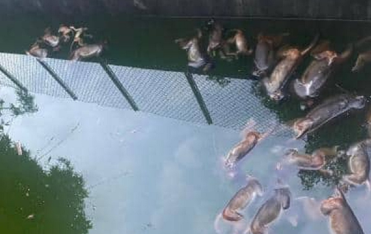 अर्धाखाँचीमा जंगलको बीचमा रहेको पोखरीमा डुबेर २७ बाँदर मरे