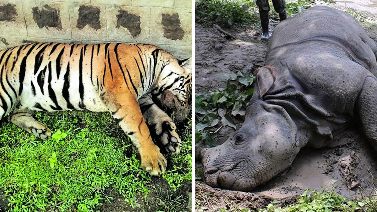 एघार महिनामा २२ गैँडा र ३ बाघसहित १०९ वन्यजन्तुको मृत्यु