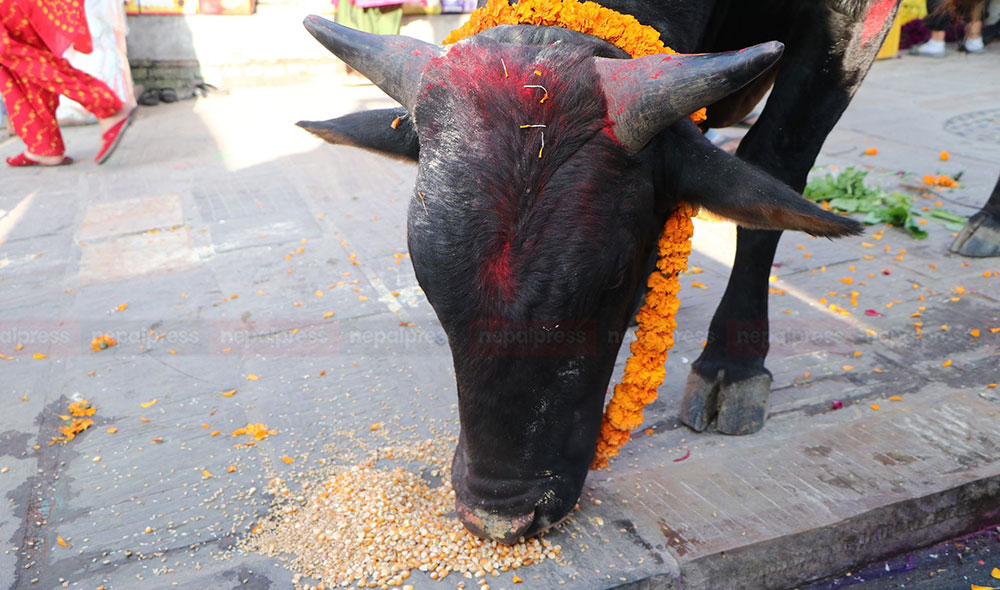 tihar-goru-puja7-1699926059.jpg
