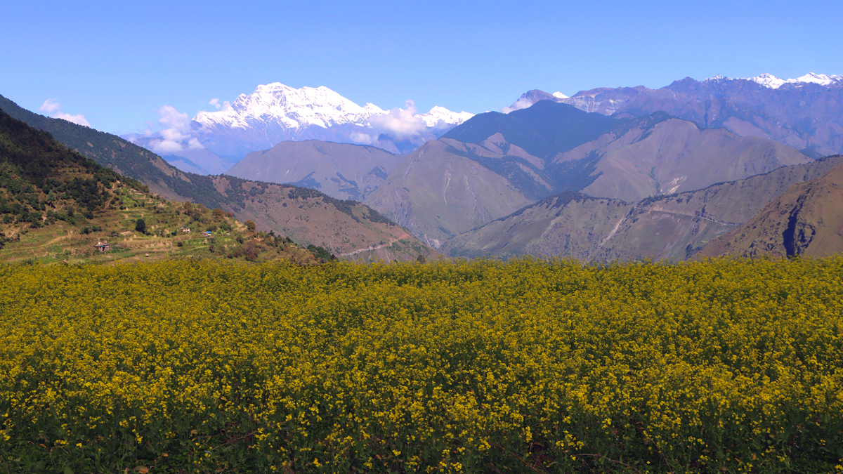 रूकुमकाे उत्तरगंगाकाे तोरीबारी र त्यहाँबाट देखिएकाे सिस्ने हिमाल