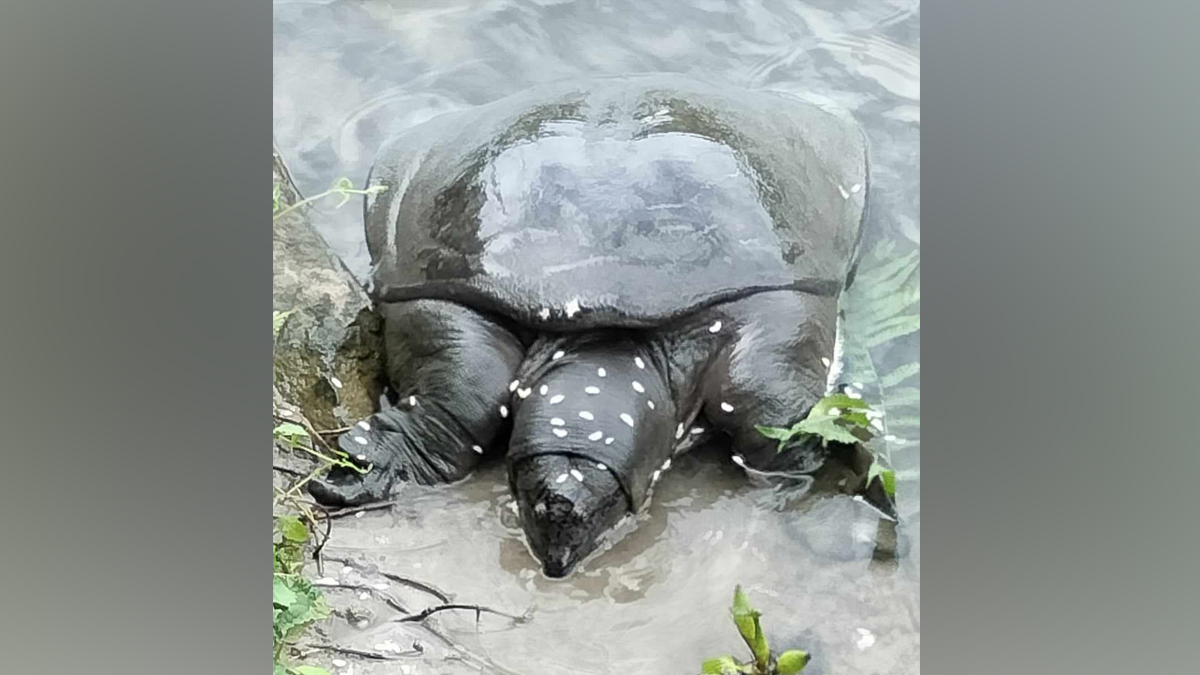 बेतनामा फेला पर्यो अति संकटापन्न ‘ब्लाक सफ्टसेल’ कछुवा