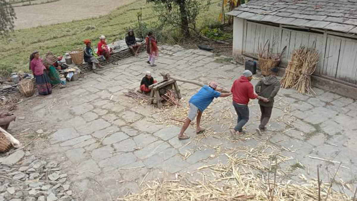 उखु, अमिलो र तोरी पेल्ने परम्परागत ‘कोल’ लोप हुँदै