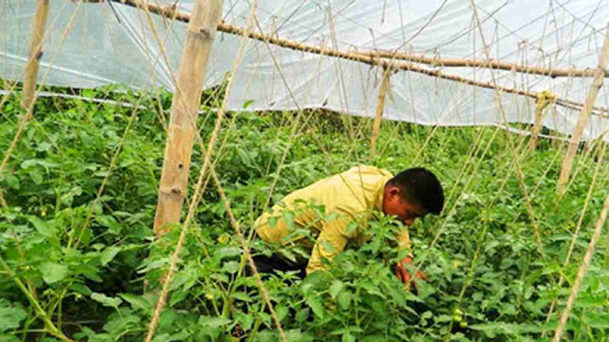म्याग्दीका किसान हिउँदे तरकारी खेतीले आत्मनिर्भर बन्दै