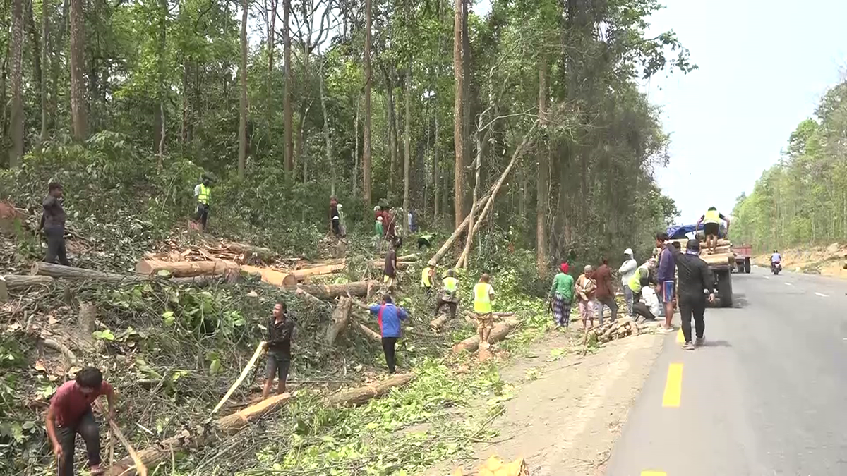 पूर्व-पश्चिम राजमार्ग ४ लेन बनाउन सडकछेउका रुख कटान अन्तिम चरणमा