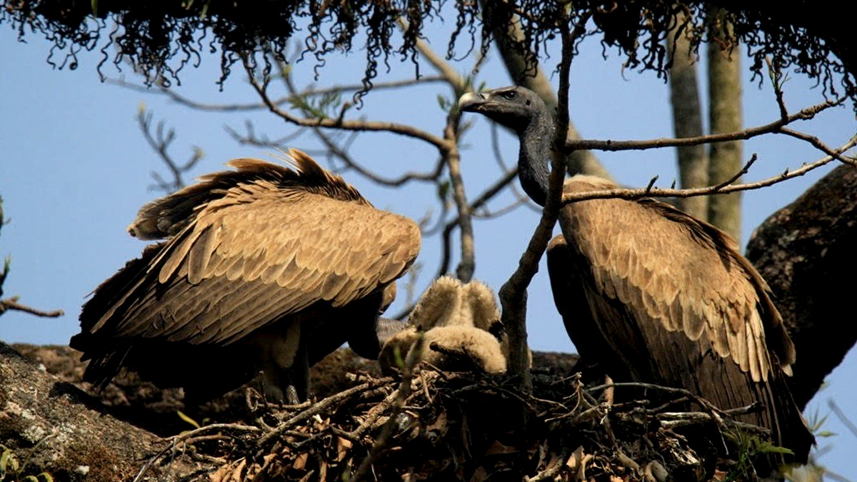 गिद्धका लागि वासस्थान गम्भीर चुनौती बन्दै