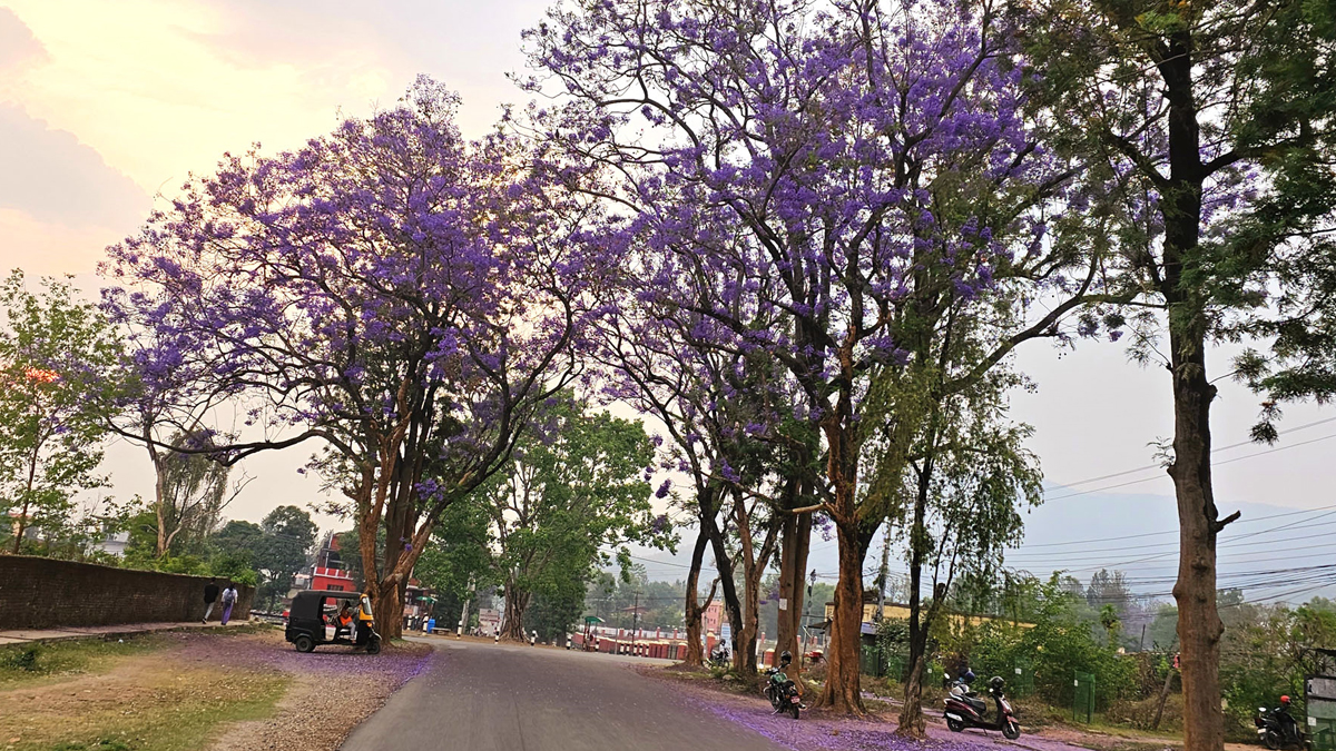वीरेन्द्रनगरकाे सडक छेउमा ढकमक्क जाकारान्डा 