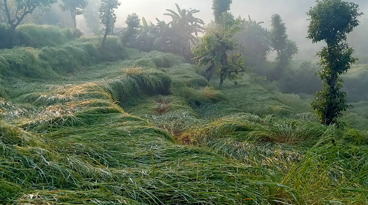 पर्वतमा असिनाले धानबाली नष्ट, कृषक चिन्तित